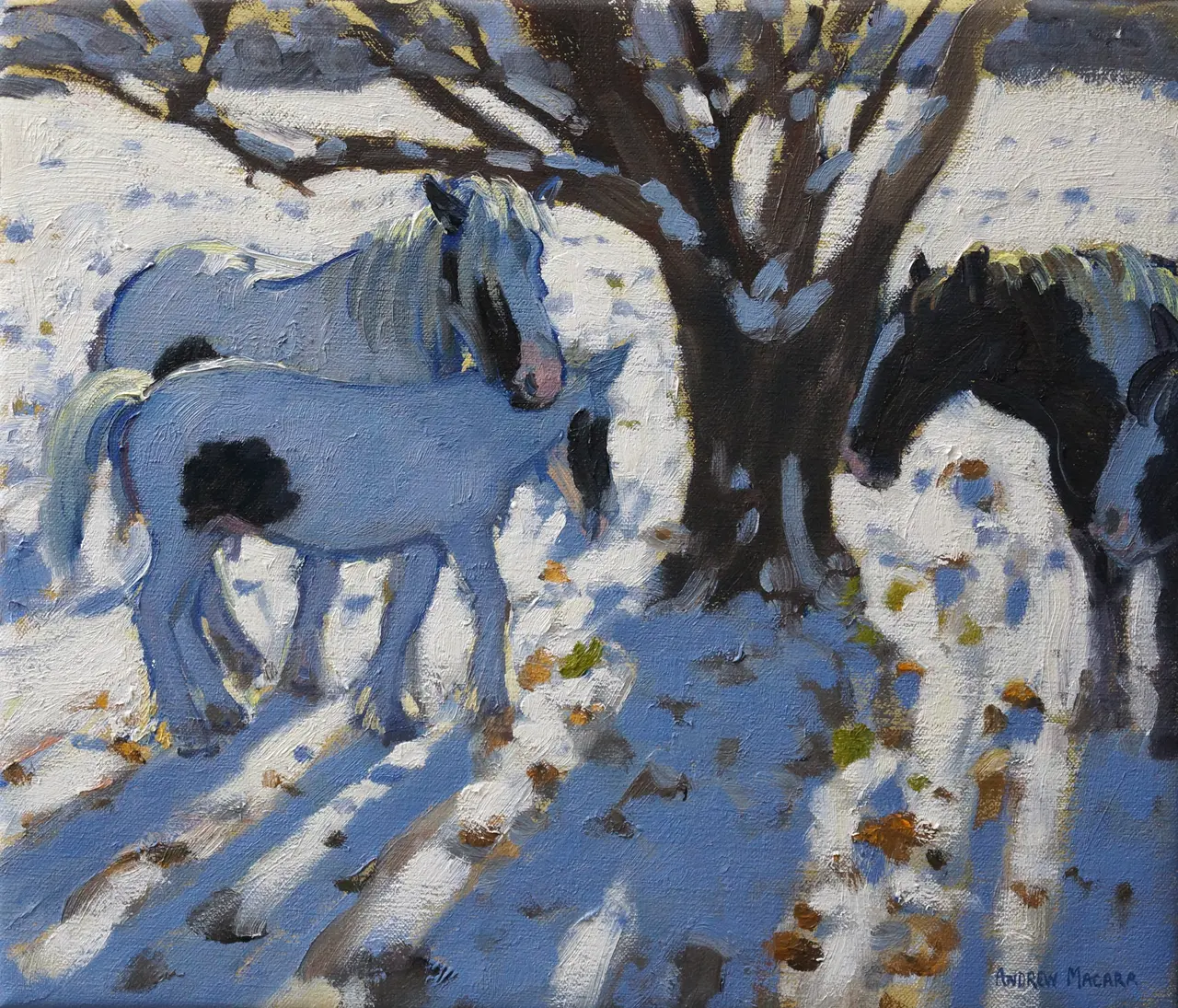 Andrew Macara - skewbald ponies in winter
